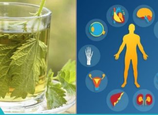 ჭინჭრის სამკურნალო თვისებები, რომლებიც უნდა იცოდეთ