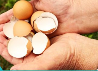 Მას შემდეგ რაც წაიკითხავთ ამ სტატიას, აღარასდროს გადაყრით კვერცხის ნაჭუჭს