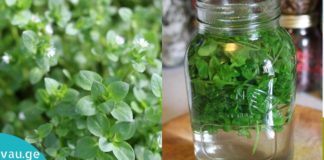 სასიცოცხლო მნიშვნელობის ბალახი, რომელიც აუმჯობესებს მხედველობას, მეხსიერებას, სისხლის მიმოქცევას და ჯანმრთელობის ზოგად მდომარეობას!