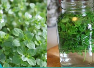 სასიცოცხლო მნიშვნელობის ბალახი, რომელიც აუმჯობესებს მხედველობას, მეხსიერებას, სისხლის მიმოქცევას და ჯანმრთელობის ზოგად მდომარეობას!