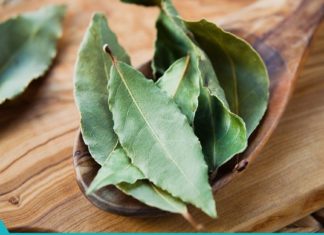 დაფნის ფოთლის წარმოუდგენელი სარგებელი და გამოყენება