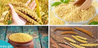 ამ მარცვლეულმა გააკვირვა ექიმები: ის აკონტროლებს დიაბეტს და მთლიანად აღადგენს ღვიძლისა და თირკმელების მუშაობას