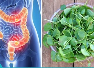 Მსოფლიოში ყველაზე ჯანსაღი, სამკურნალო მცენარე, რომლის არსებობა ყველამ დაივიწყა!