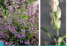 5 სასაგებლო მცენარე, რომელებიც ენერგიით აგავსებთ და ჰაერს გაწმენდს