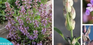 5 სასაგებლო მცენარე, რომელებიც ენერგიით აგავსებთ და ჰაერს გაწმენდს