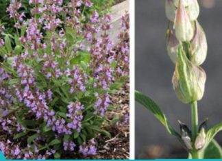 5 სასაგებლო მცენარე, რომელებიც ენერგიით აგავსებთ და ჰაერს გაწმენდს