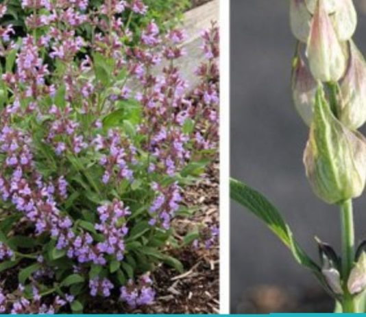 5 სასაგებლო მცენარე, რომელებიც ენერგიით აგავსებთ და ჰაერს გაწმენდს