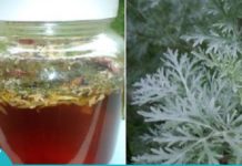 აბზინდა კურნავს უამრავ დაავადებას. აბზინდის ნაყენის მომზადება ხალხური მედიცინის რეცეფტებით.