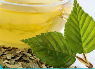 არყის ფოთლების უჩვეულო თვისებები ადამიანის ჯანმრთელობისთვის