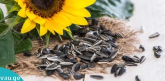 მზესუმზირის სამკურნალო თვისებები, რომელთა შესახებაც აქამდე არ გსმენიათ