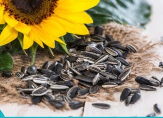 მზესუმზირის სამკურნალო თვისებები, რომელთა შესახებაც აქამდე არ გსმენიათ