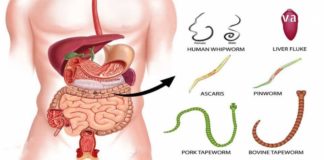 ჭიის მკურნალობა ხალხური მეთოდით უმოკლეს დროში