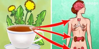 ბაბუაწვერას ფესვებით მკურნალობა. აი როგორ მზადდთბა შესანიშნავი ნაყენი.