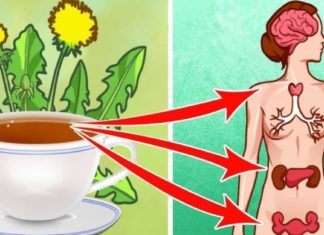 ბაბუაწვერას ფესვებით მკურნალობა. აი როგორ მზადდთბა შესანიშნავი ნაყენი.