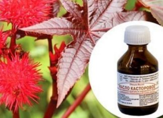 თხევადი ოქრო: აბუსლათინის ზეთი 17 პრობლემის წინააღმდეგ!