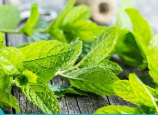 პიტნის ერთი ფოთოლით თქვენ გაასუფთავებთ თქვენს კუჭს, განაახლეთ ღვიძლს და მოიცილებთ გასტრიტს