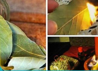 დაწვით დაფნის ფოთოლი თქვენს სახლში. რისთვის? გაგიკვირდებათ!