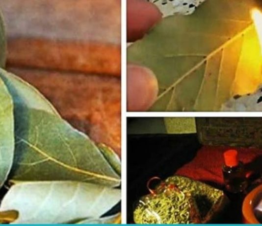 დაწვით დაფნის ფოთოლი თქვენს სახლში. რისთვის? გაგიკვირდებათ!