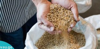 ქერი – ვიტამინებისა და “ჯანმრთელობის საწყობი”