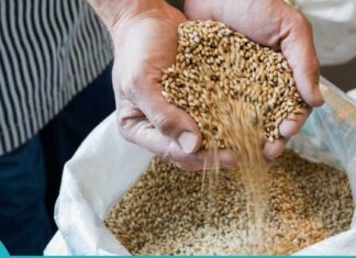 ქერი – ვიტამინებისა და “ჯანმრთელობის საწყობი”