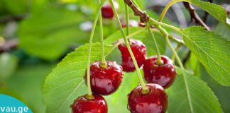 ალუბლის ფოთლების სამკურნალო თვისებები