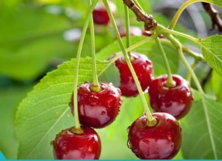 ალუბლის ფოთლების სამკურნალო თვისებები