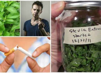 გსურთ მოწევას თავი დაანებოთ? მაშინ ეს მცენარე დროულად გამოიყენეთ