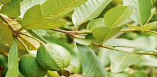 გუავას ფოთლები 15 წუთში მოგაცილებთ ამ პრობლემებს