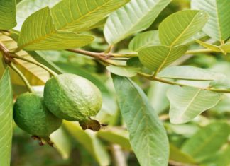 გუავას ფოთლები 15 წუთში მოგაცილებთ ამ პრობლემებს