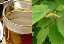 ხალხური მედიცინა სამკურნალოდ თხილის ფოთლებისა და ღეროს ქერქს იყენებს. საინტერეოა…