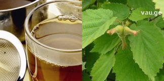 ხალხური მედიცინა სამკურნალოდ თხილის ფოთლებისა და ღეროს ქერქს იყენებს. საინტერეოა…