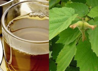 ხალხური მედიცინა სამკურნალოდ თხილის ფოთლებისა და ღეროს ქერქს იყენებს. საინტერეოა…