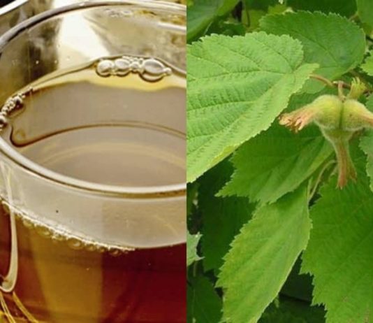 ხალხური მედიცინა სამკურნალოდ თხილის ფოთლებისა და ღეროს ქერქს იყენებს. საინტერეოა…