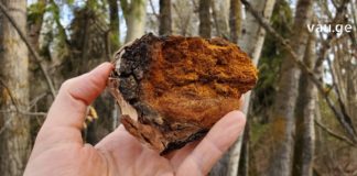 ჩაგა-მძიმე დაავადებების სამკურნალოდ