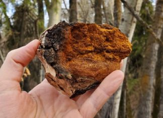 ჩაგა-მძიმე დაავადებების სამკურნალოდ