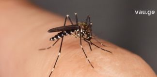 ზაფხულში ყველაზე დიდი დისკომფორტია მწერების ნაკბენი. ხალხური მედიცინა დაგეხმარბათ სახლის პირობებში დროულად გადაჭრათ ეს პრობლემა.