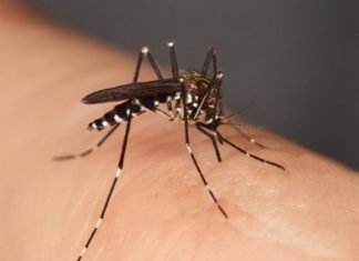 ზაფხულში ყველაზე დიდი დისკომფორტია მწერების ნაკბენი. ხალხური მედიცინა დაგეხმარბათ სახლის პირობებში დროულად გადაჭრათ ეს პრობლემა.