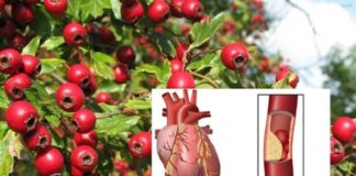 კუნელი გულისთვის უებარი წამალია