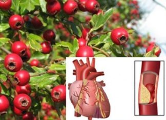 კუნელი გულისთვის უებარი წამალია