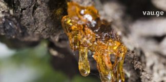 ფისი წებოვანი ნივთიერებაა, რომელსაც უნიკალური სამკურნალო თვისებები აქვს