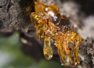 ფისი წებოვანი ნივთიერებაა, რომელსაც უნიკალური სამკურნალო თვისებები აქვს