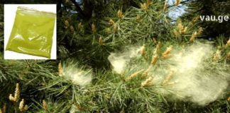 ფიჭვის მტვრის სამკურნალო რეცეფტები