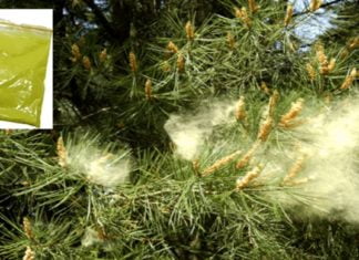 ფიჭვის მტვრის სამკურნალო რეცეფტები