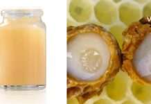 ფუტკრის რძე სასიცოცხლოდ მნიშველოვანია ყველა ორგანიზისთვის