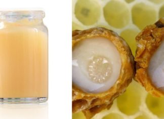 ფუტკრის რძე სასიცოცხლოდ მნიშველოვანია ყველა ორგანიზისთვის