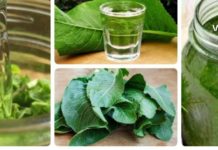 ცხენის წაბლის ფოთლების საოცარი სამკურნალო რეცეფტი