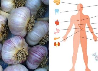 ნიორს იყენებენ ბრონქიტის, ბრონქული ასთმის, ათეროსკლეროზის და სხვა ბევრი დაავადების დროს- გაეცანით რეცეფტებს