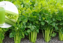 ნიახურის საიდუმლო – იკლებთ წონაში, გაქვთ სუფთა კანი და მკურნალობთ ბევრ დაავადებას