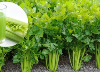 ნიახურის საიდუმლო – იკლებთ წონაში, გაქვთ სუფთა კანი და მკურნალობთ ბევრ დაავადებას