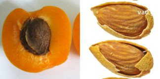 არ გადაყაროთ გარგარის კურკა!